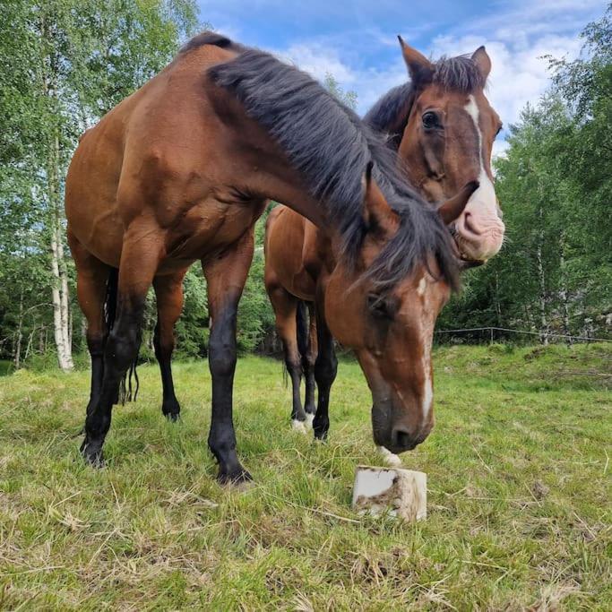 River Run Ranch - Telemark Drangedal Exteriér fotografie